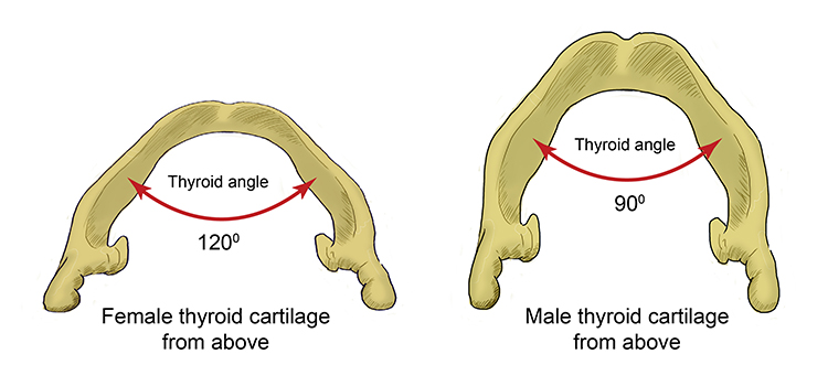 The angle of the thyroid cartilage for a female is 120 degrees where male it is 90 degrees, this is why more males have Adams apples than females
